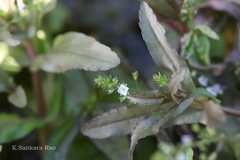 Veronica anagallis-aquatica